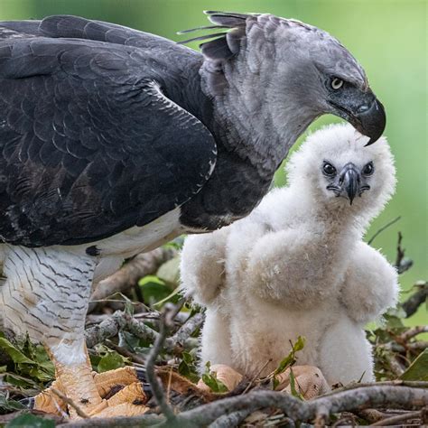 Harpy Eagle in its nest