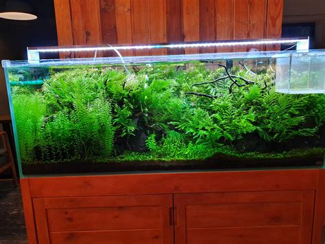 Heavily Planted Tank Image 5