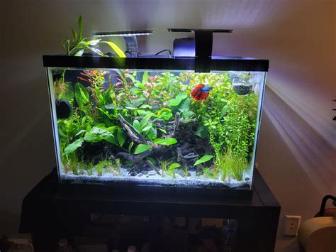 Heavily Planted Tank Image 3