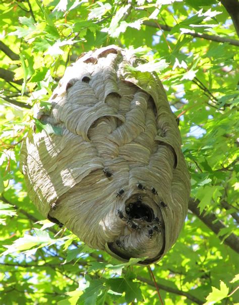 A hornet nest emitting a buzzing noise