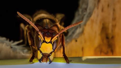 A hornet nest emitting a buzzing noise