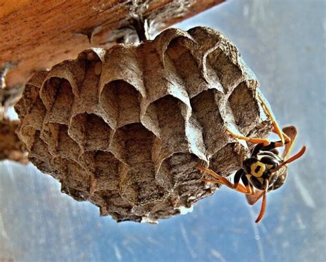 Damage caused by a hornet nest