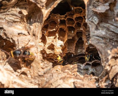 A close-up view of a hornet nest entrance