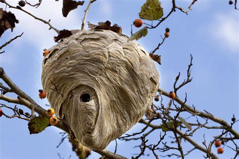 Interesting facts about hornet nests