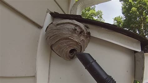 A pest control professional removing a hornet nest