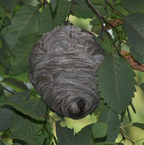 Different types of hornet nests