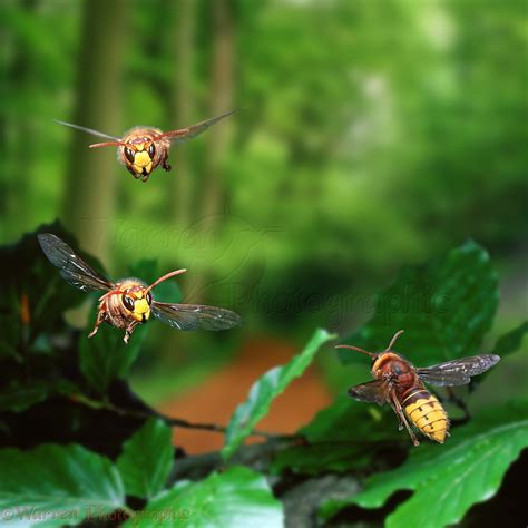 Hornets flying around their nest