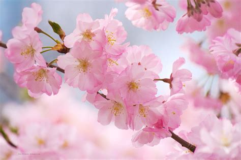 Japanese cherry blossom inspiration