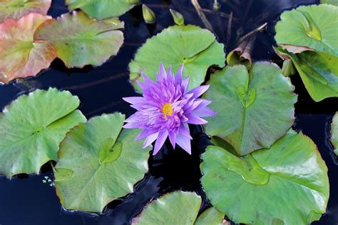 Lily Pad Eyeshadow