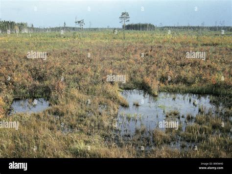 Wildlife in Meshchera Lowland