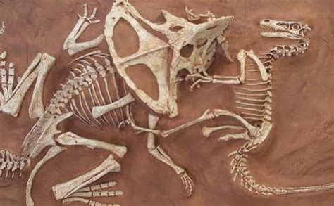 Mongolian Velociraptor Fossils