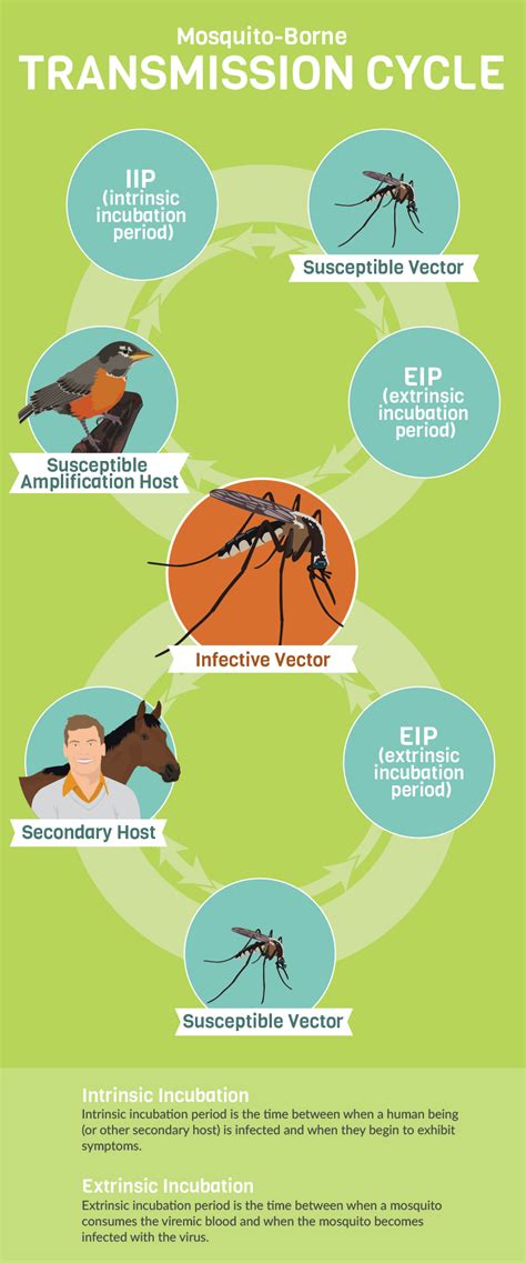 Mosquito Borne Diseases Prevention