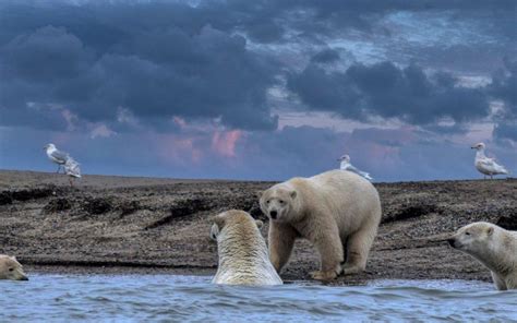 New Polar Bear in the Arctic