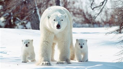 Habitat and Distribution of the New Polar Bear