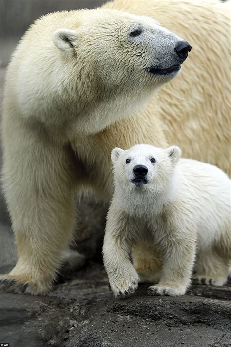 New Polar Bear in the Arctic