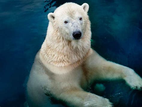 New Polar Bear Climate Change