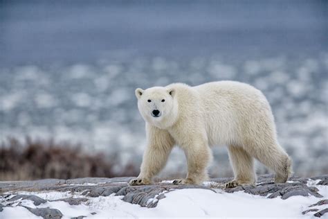 New Polar Bear Conservation