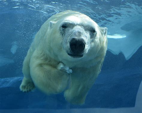 New Polar Bear Habitat Fragmentation