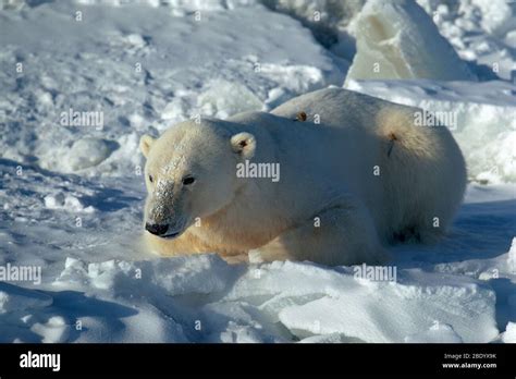 Research and Monitoring of the New Polar Bear