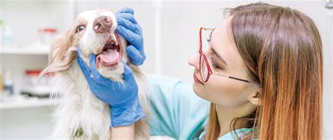 New Ross Vet Dental Care