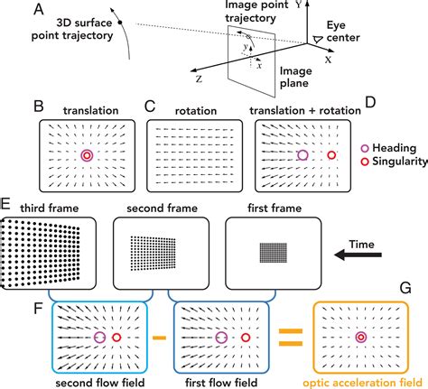 Optical Flow Motion Analysis