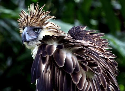 Philippine Eagle in flight