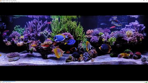 Reef Tank with Artificial Reef