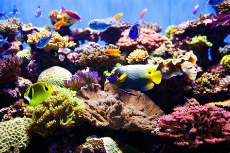 Reef Tank with Colorful Fish