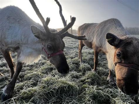 A child feeding a reindeer at a festive event