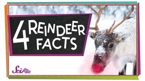 Reindeer Fun Facts