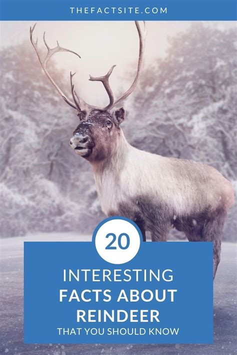 An informative illustration of reindeer fun facts