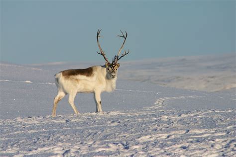 A display of a reindeer's natural habitat