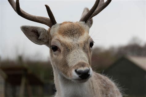 A close-up portrait of a reindeer