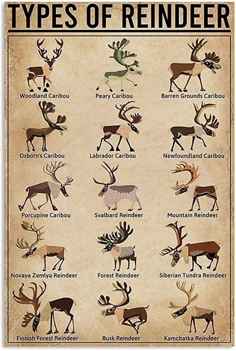 Types of Reindeer