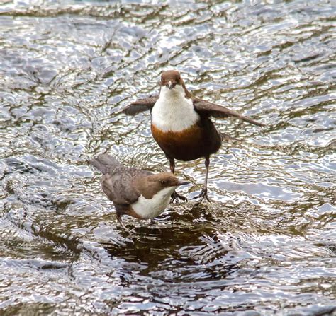 River Don Wildlife