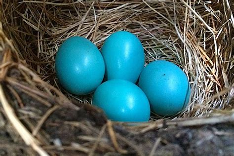 Robin's Egg Blue and Coral Color Palette