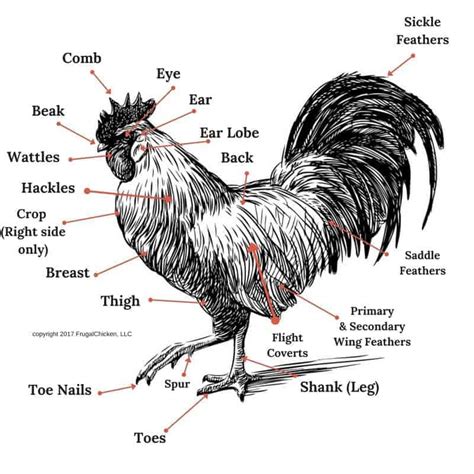 Understanding the Anatomy of a Rooster