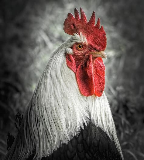 Rooster Portrait