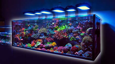 SPS Tank with Advanced Aquascaping