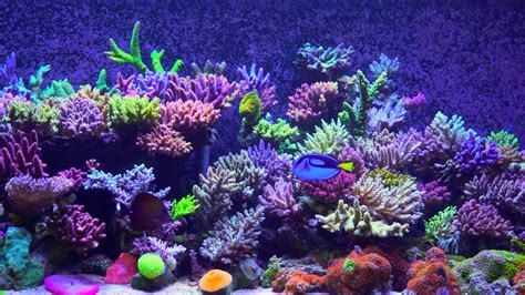 SPS Tank with Diverse Invertebrates