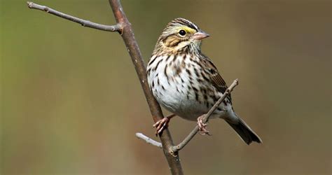 Savannah Sparrow