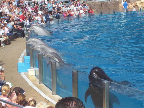 SeaWorld Dolphin