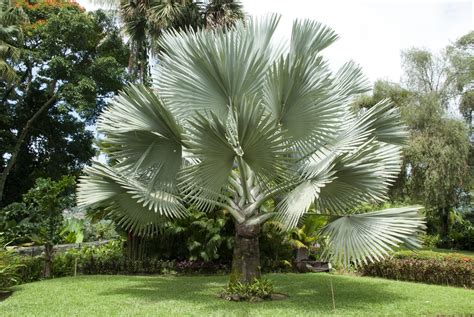 Silver Palm