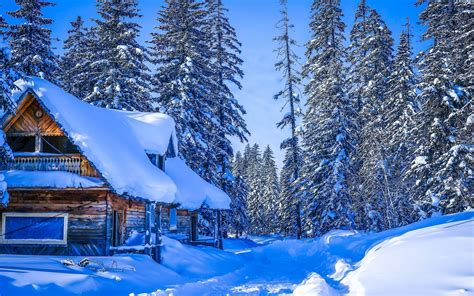 A snowy forest in Russia