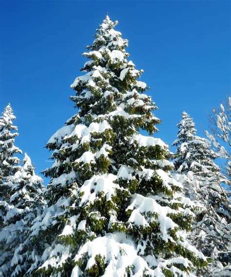 Snowy Tree Mint Winter Color