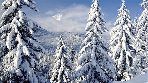 Snowy Trees Mint Green Winter Color