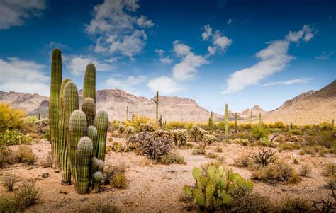 Southwestern Desert Landscape