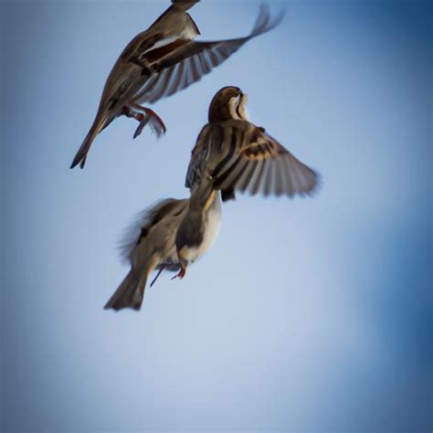 Sparrow in flight, showcasing agility