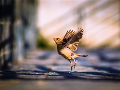 Sparrow in flight, showcasing its speed