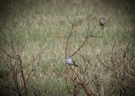 Sparrow using wind currents to its advantage